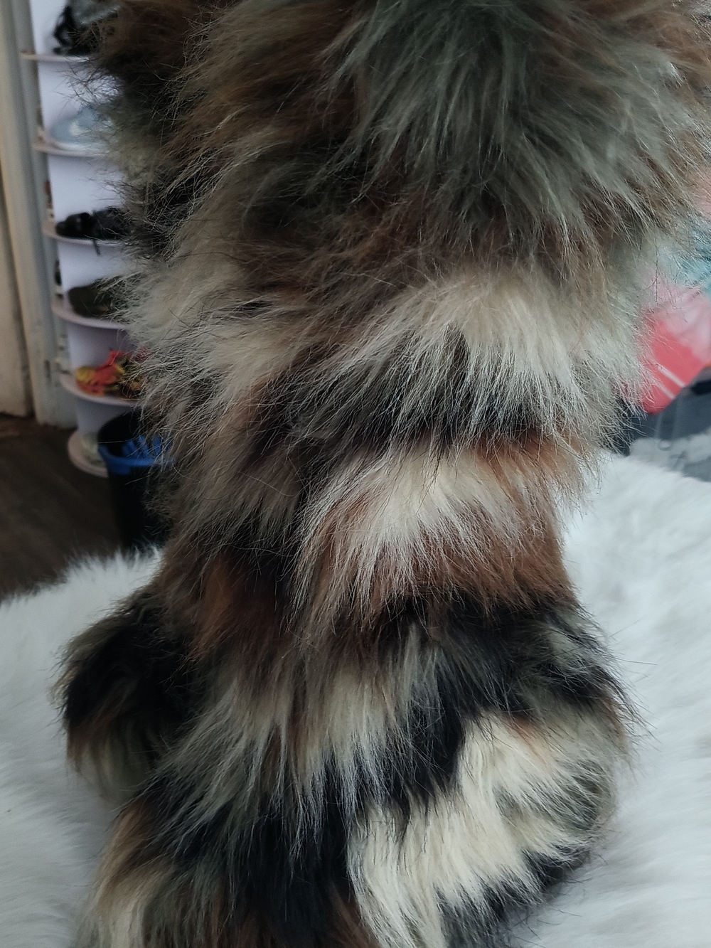 Dolls Kill Faux Fur Over-the-Knee Boots in Multicolor Brown, Black & Cream - Picture 1 of 1